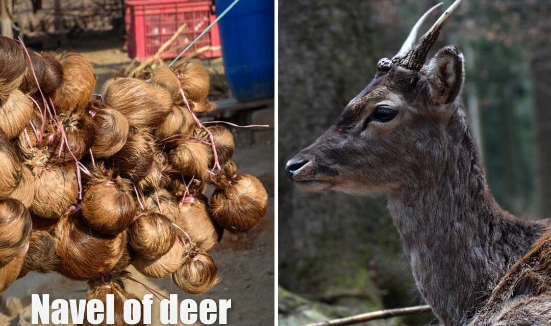 Pure Musk Identification and Price